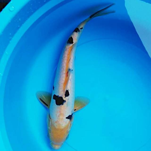 Bekko male