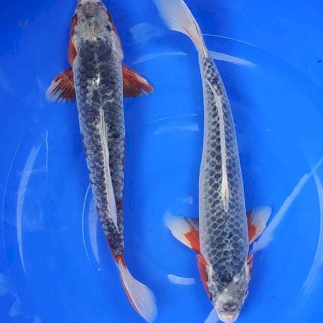 ASAGI 35 bu