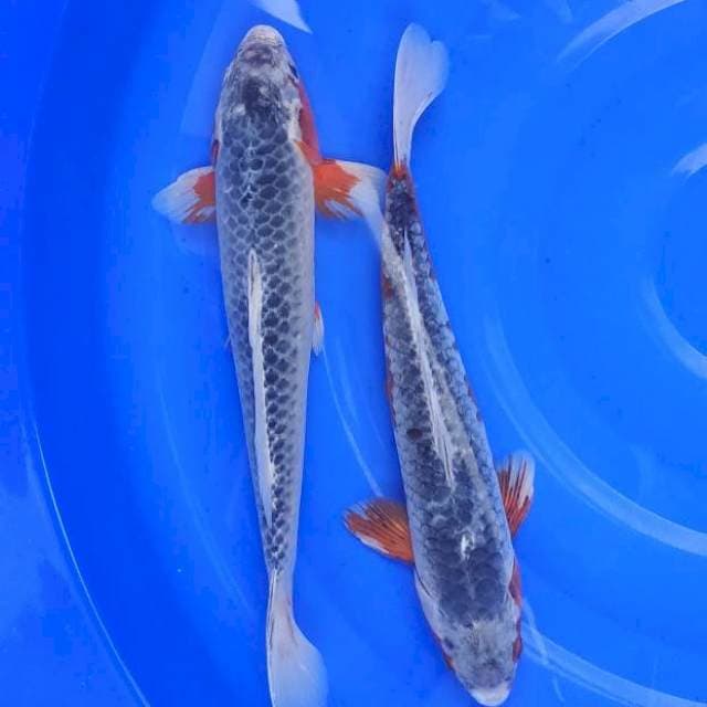 ASAGI 35 bu