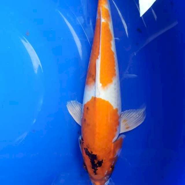 kin showa 34cm