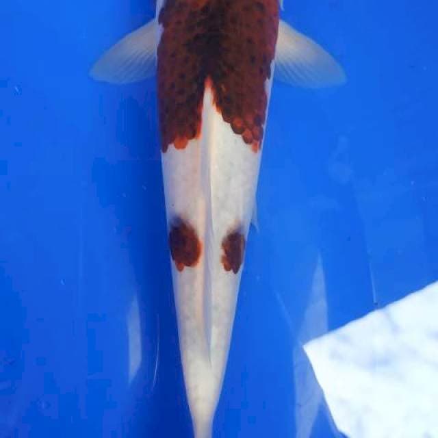 BUDO GOROMO 24,5cm