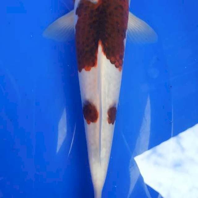 BUDO GOROMO 24,5cm