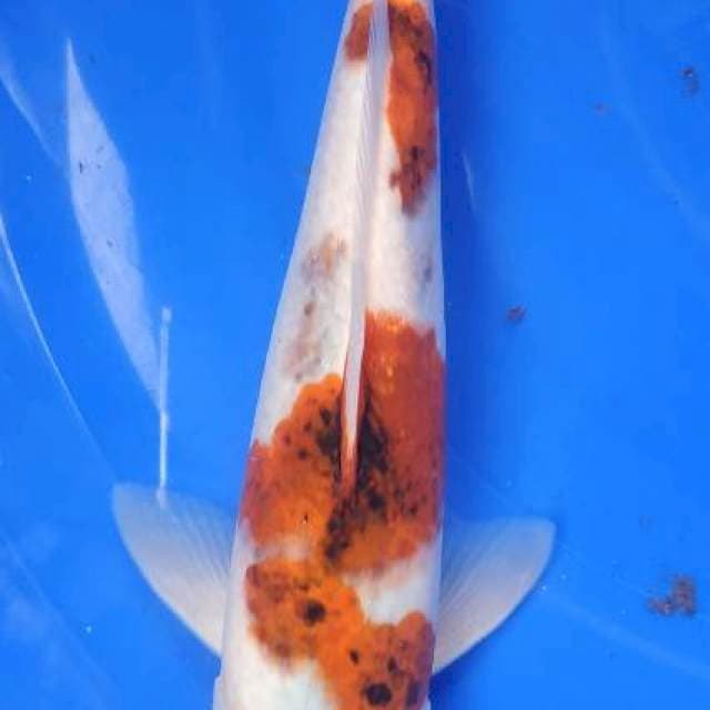 GOROMO 24,5cm