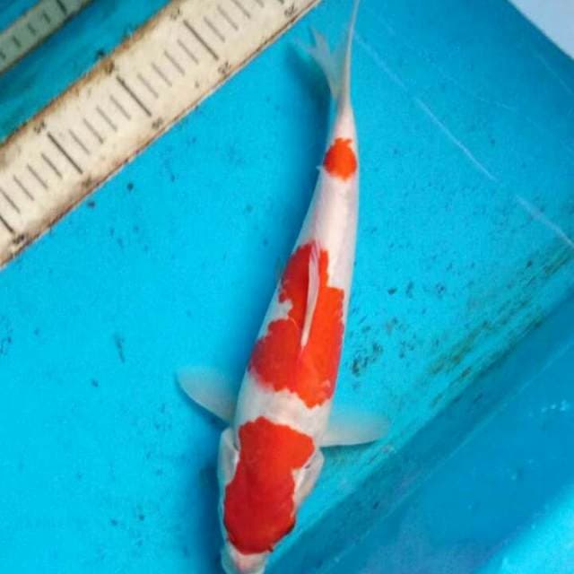 Kohaku cuting kering