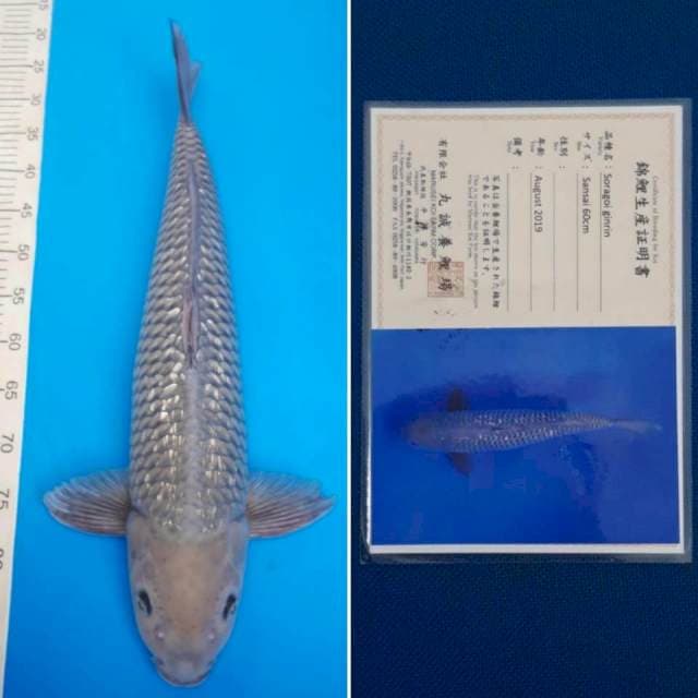 Marusei ginrin soragoi 60cm