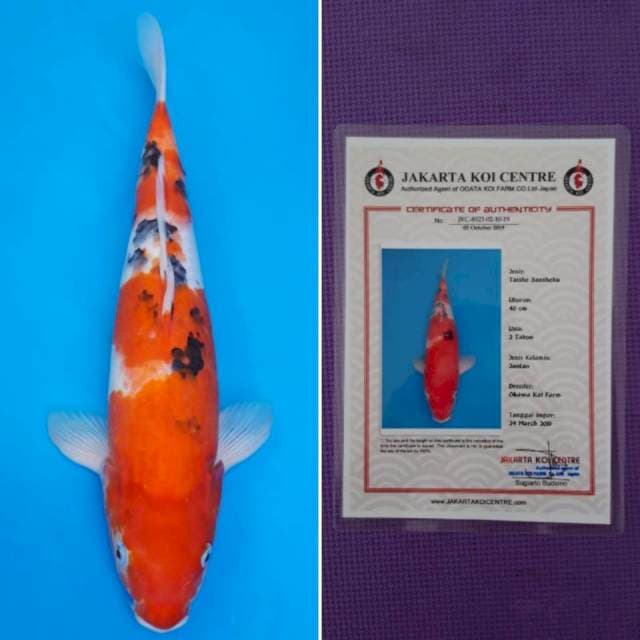 Okawa sanke 40cm