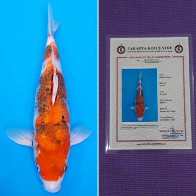 Okawa ginrin showa 43cm