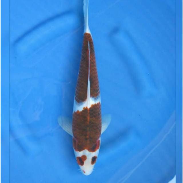F1 Super Body Goromo 38cm Male 