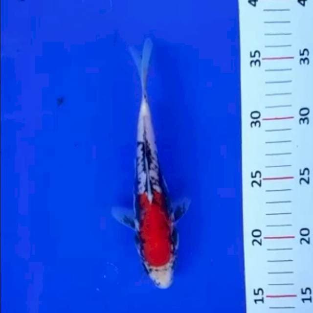 Benikumon*22cm