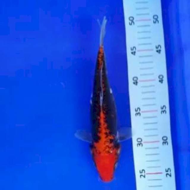 Bemon*26cm