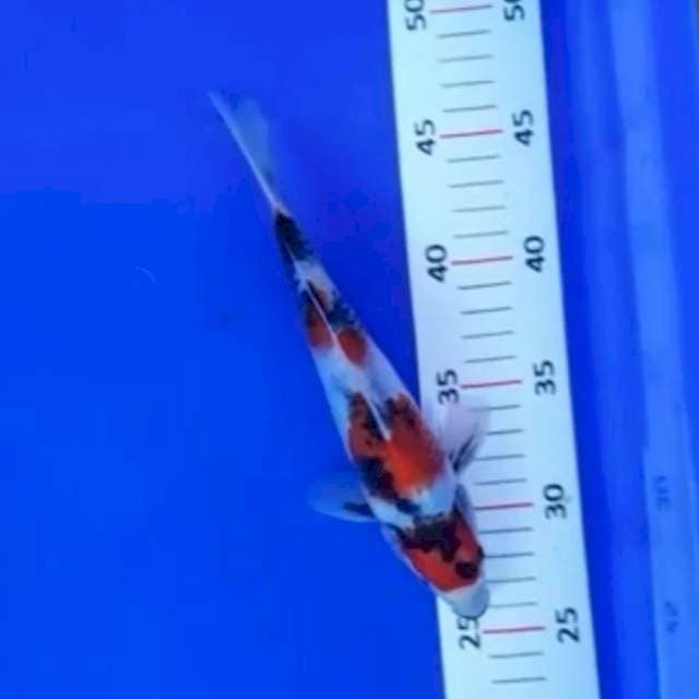 Maruten Showa*24cm