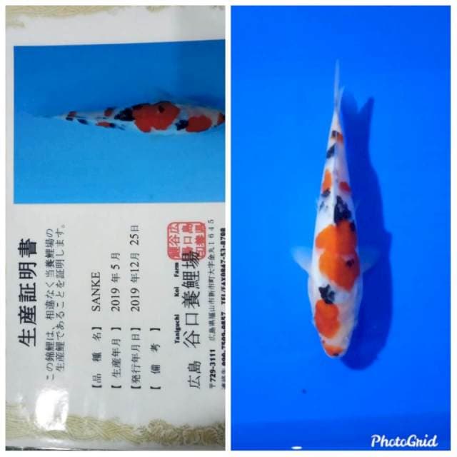 Sanke import taniguchi farm