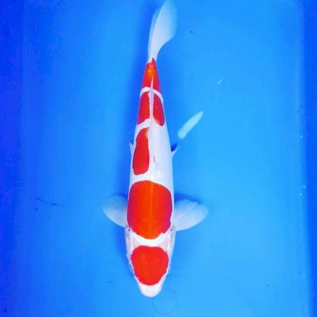 MARUTEN KOHAKU DOITSU 30BU