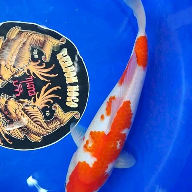 Kohaku