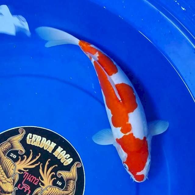 Kohaku