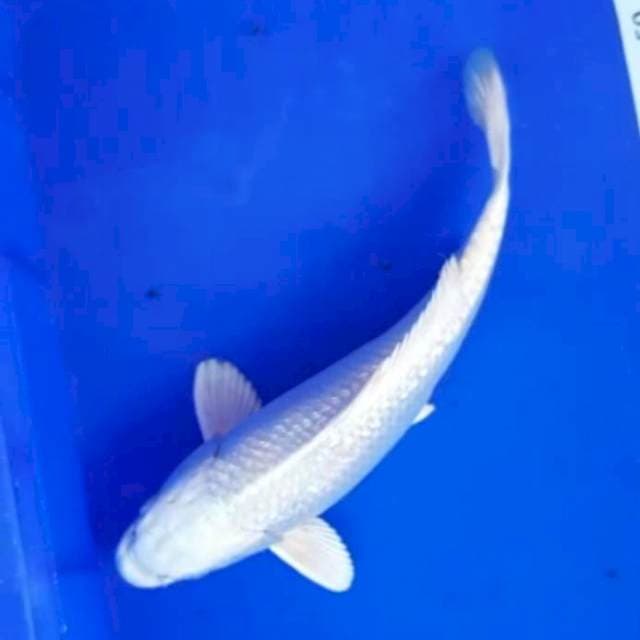 Platinum* 35cm ginrin