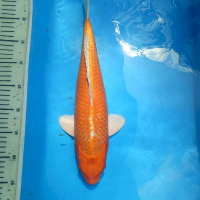 Orenji ogon f1 okawa
