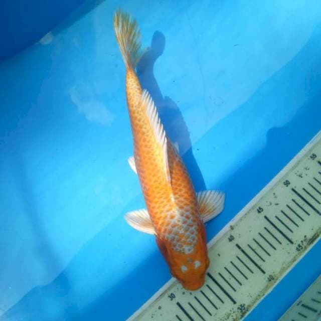 Orenji ogon f1 okawa
