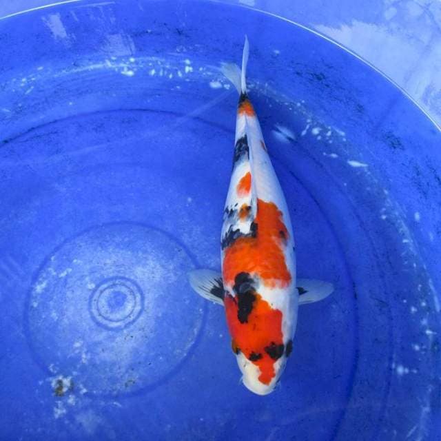 Showa sansoku ±35cm