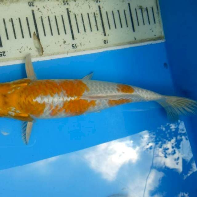 Hariwake f1 okawa
