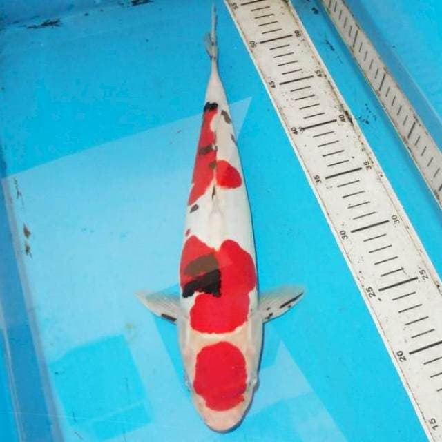 35cm SANKE