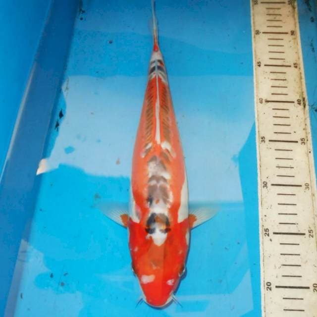35cm SHUSUI