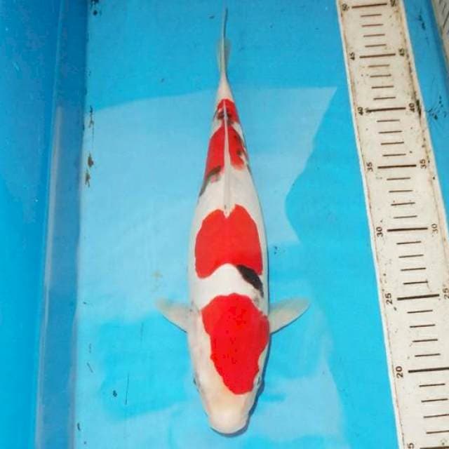 32cm SANKE