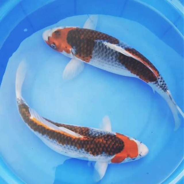 35cm 2ekor
