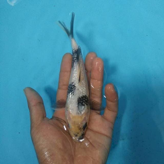 Shiro ginrin*15cm