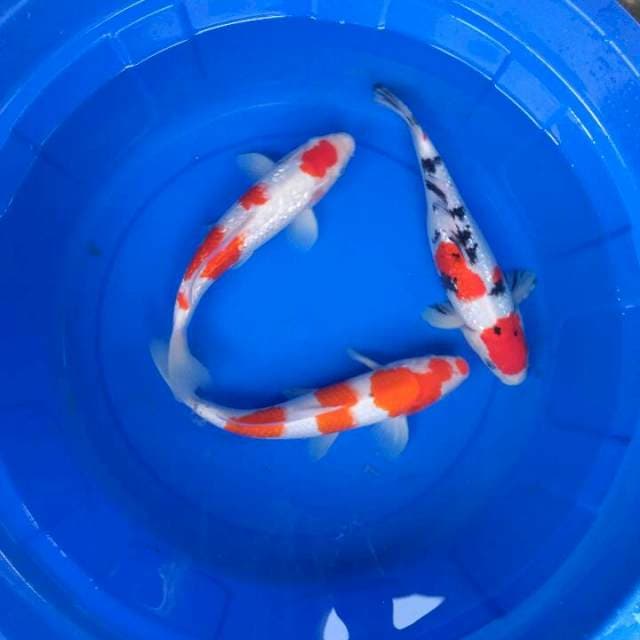 Sk kohaku