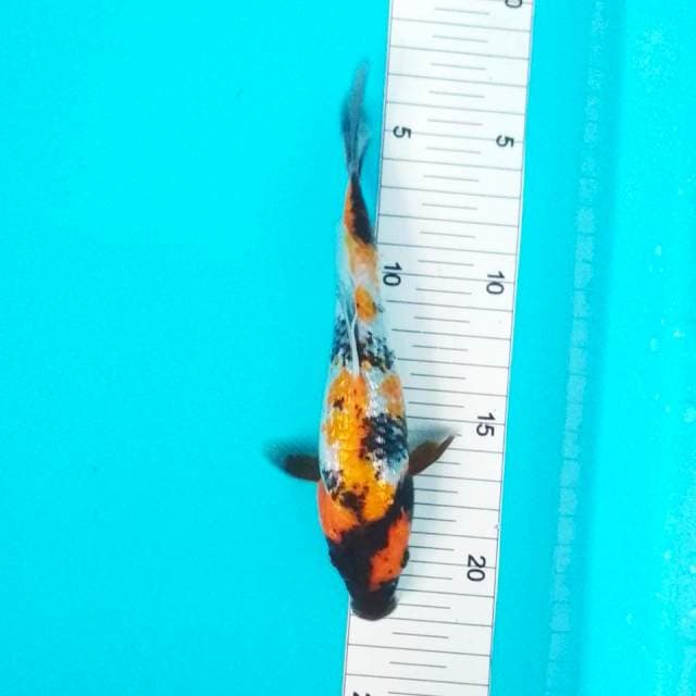 Ki showa 18cm