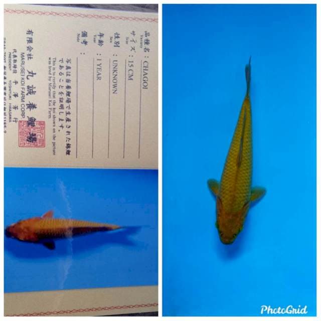 Chagoi marusei farm import