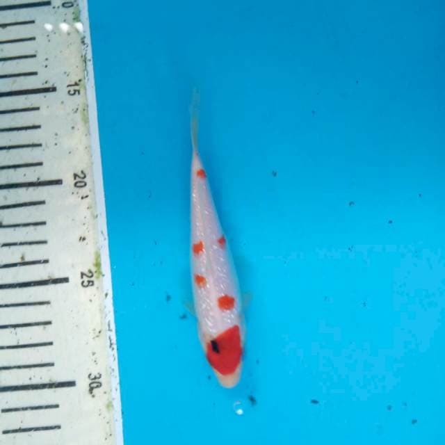 Showa ginrin 14cm