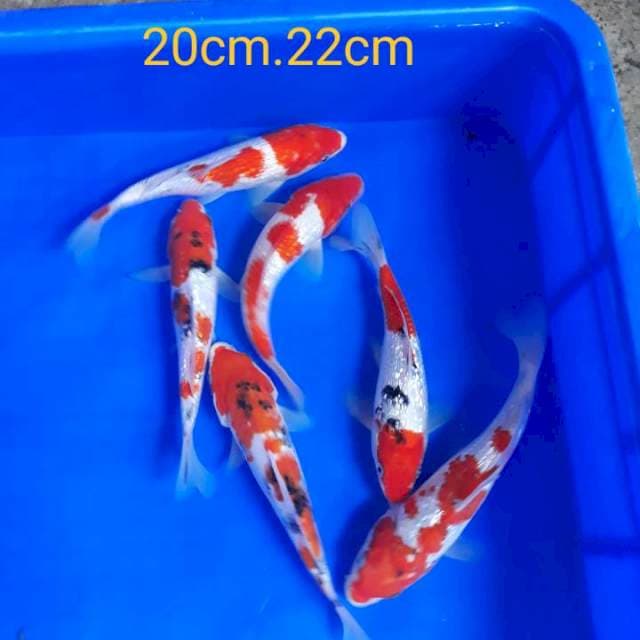 Paket Ginrin merah