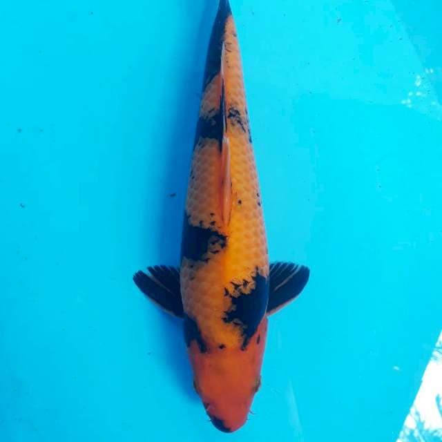Utsuri 33cm jantan