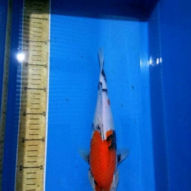 Showa 34cm
