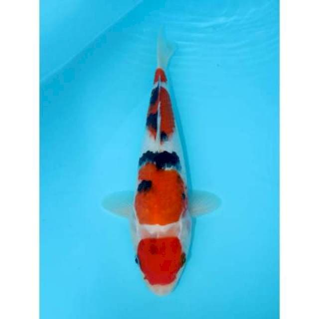 MARUTEN SANKE YONDAN 29 CM FEMALE