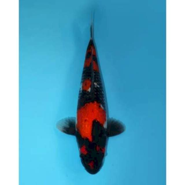 GINRIN SHOWA SANSOKU 32 CM MALE