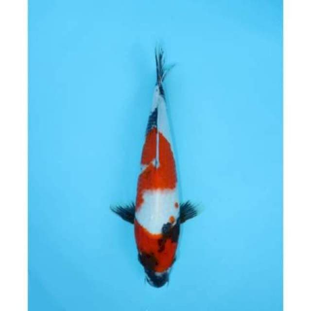 SHOWA 29 CM MALE