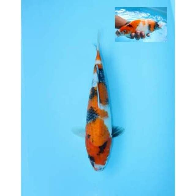 SHOWA 30 CM FEMALE