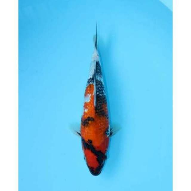 SHOWA GINRIN 30 CM FEMALE