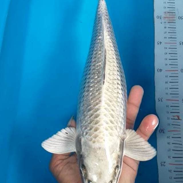 Matsuba body munuk