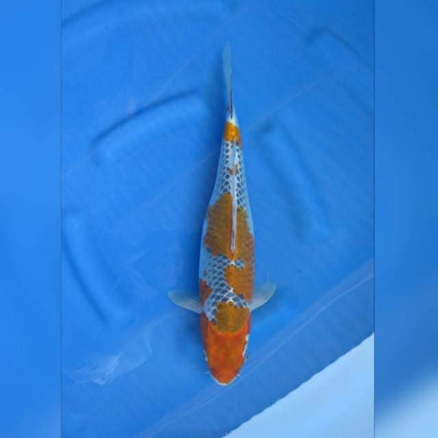 F1 koleksi ochiba shigure antik 