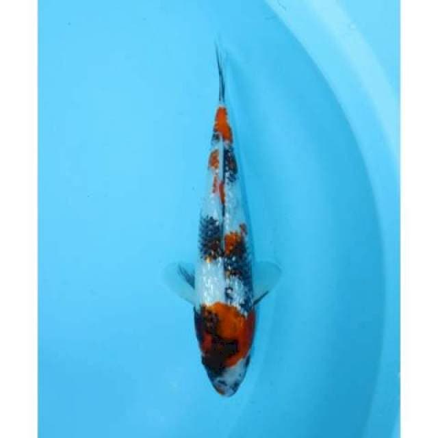 SHOWA GINRIN 25 CM FEMALE