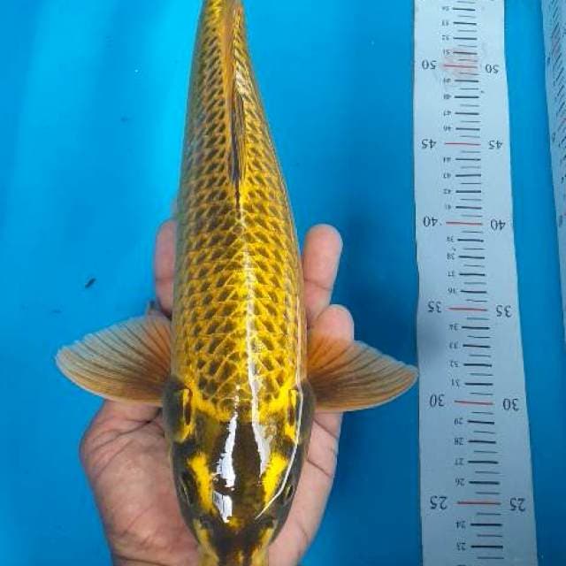 Caghoi mukasi antiks