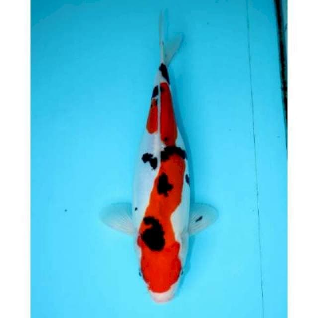 SANKE INAZUMA DOITSU 29 CM FEMALE