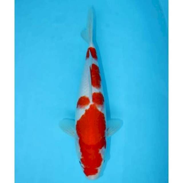 KOHAKU 30 CM FEMALE