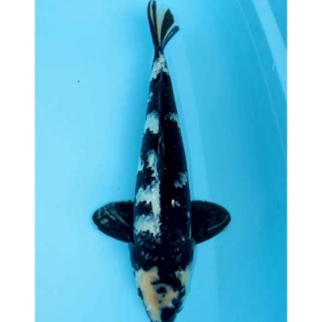 SHIRO GINRIN JET BLACK 38 CM MALE