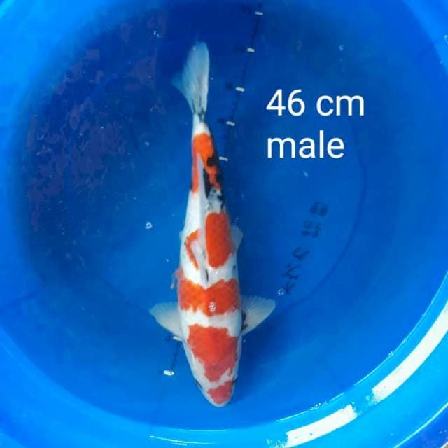 Showa tategoi prospek 46 cm male