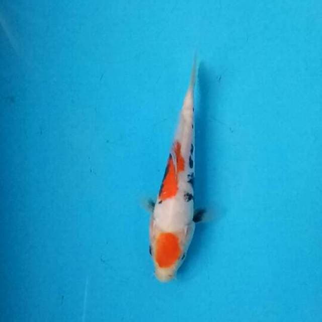 Mini 18 cm